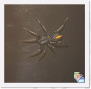 Red Black Spider * Red Black Spider * (1 Slides)